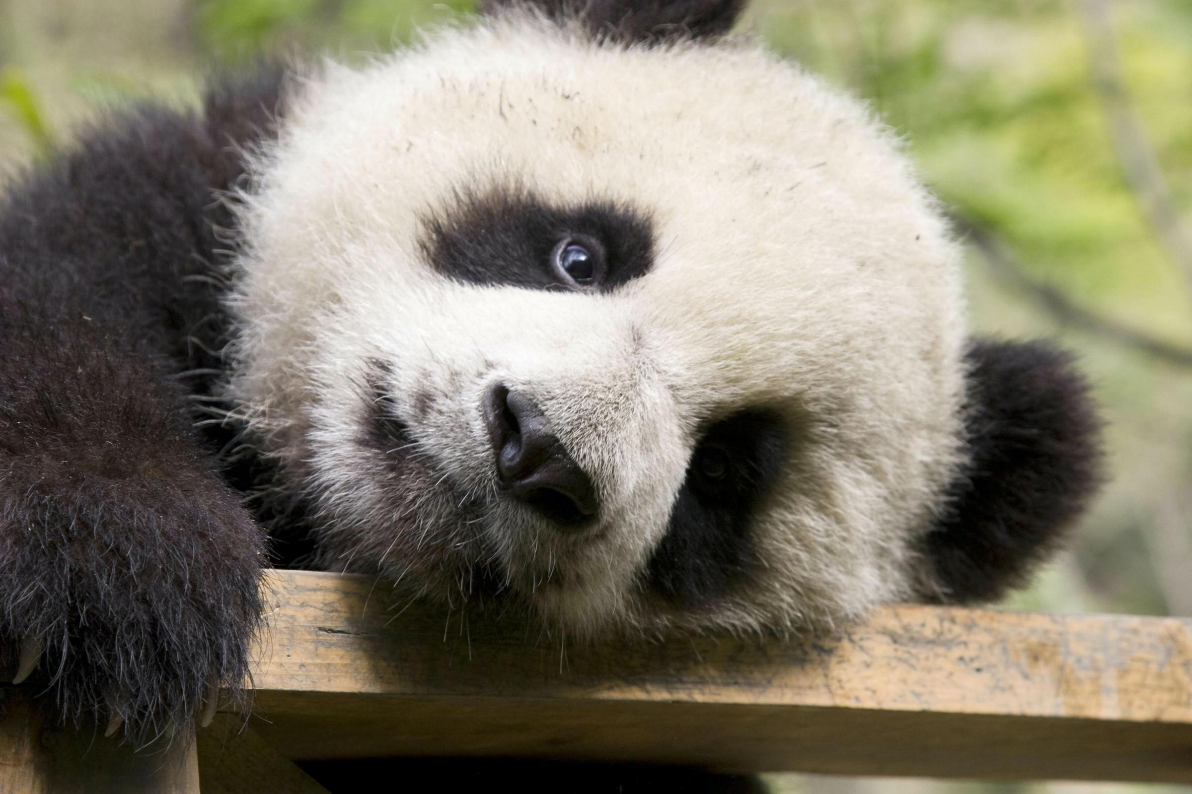 National Zoo In Us Capital Names Its Baby Panda Cub Border Telegraph